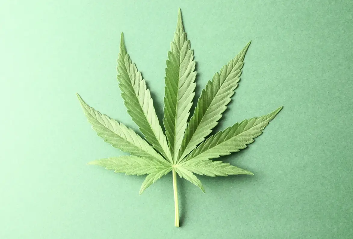 Cannabis leaf on a green background.
