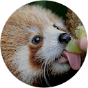 Stela Lancea profile picture