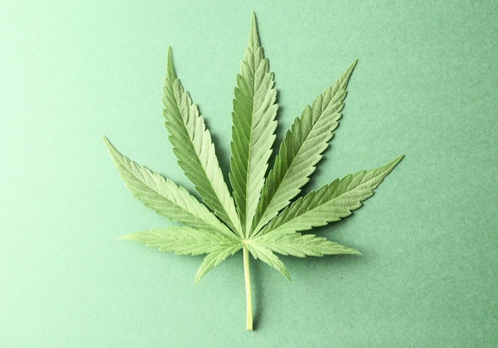 Cannabis leaf on a green background.
